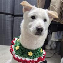 Thumbnail photo of Abby (H) #1