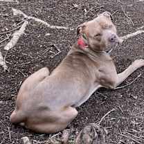 Thumbnail photo of Red Bull #2