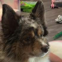 Thumbnail photo of Nova #1