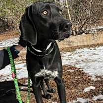 Thumbnail photo of Bandit #3