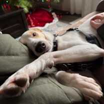 Thumbnail photo of Dolly #2