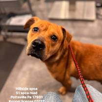 Thumbnail photo of Lilo #2