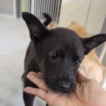 Thumbnail photo of Bendi #3