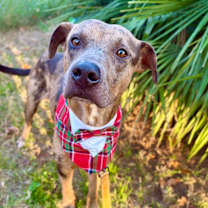 Thumbnail photo of Prince Chocolate Cookie #2