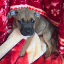 Thumbnail photo of Contija #1