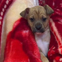 Thumbnail photo of Cupid #1