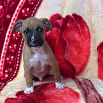 Thumbnail photo of Swiss #1