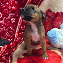 Thumbnail photo of Halloumi #1