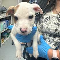 Thumbnail photo of Burrata #2