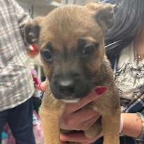 Thumbnail photo of Halloumi #2