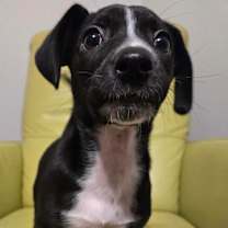 Thumbnail photo of Barrett #2