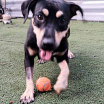 Thumbnail photo of Roxy #2