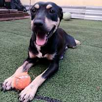 Thumbnail photo of Roxy #4