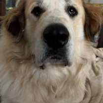 Thumbnail photo of Jackson #1