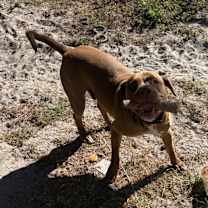 Thumbnail photo of Duke #4