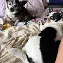 Thumbnail photo of Bandit #2