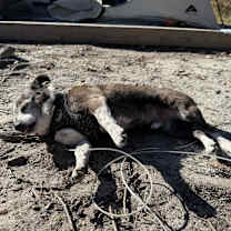 Thumbnail photo of Bandit #4