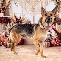 Thumbnail photo of Sasha (Courtesy) #2