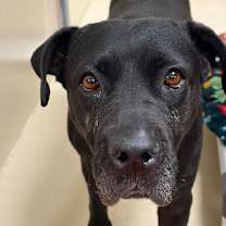 Thumbnail photo of Starr Shine #1