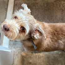 Thumbnail photo of Baxter #1