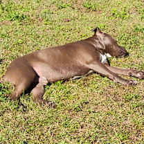 Thumbnail photo of Blue #3