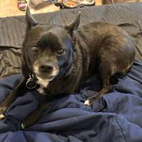 Thumbnail photo of Bravo #2