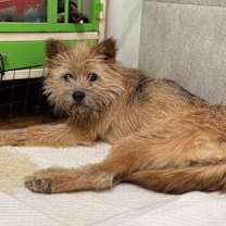 Thumbnail photo of Daldal #1