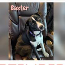 Thumbnail photo of Baxter #1