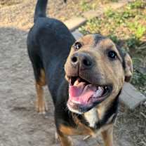 Thumbnail photo of Sargento #2