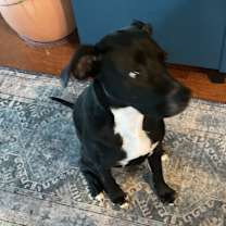 Thumbnail photo of Teddy #1