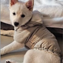 Thumbnail photo of YangYang #4