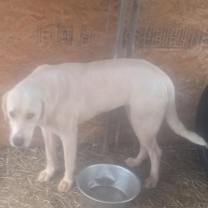 Thumbnail photo of Misty #2