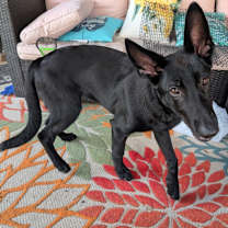 Thumbnail photo of Kona #2