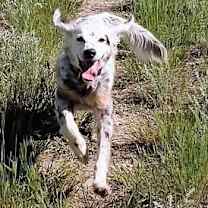 Thumbnail photo of Denali #1