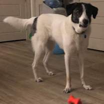 Thumbnail photo of Leo #4