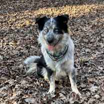 Thumbnail photo of Blue #4