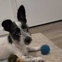 Thumbnail photo of Rousy #2