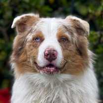 Thumbnail photo of Goose #1