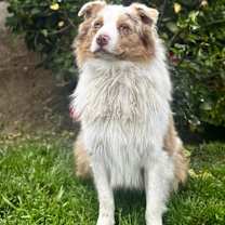 Thumbnail photo of Goose #4