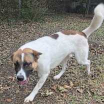 Thumbnail photo of Odin #2