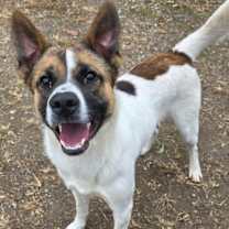 Thumbnail photo of Odin #3