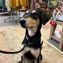 Thumbnail photo of Armstrong #2