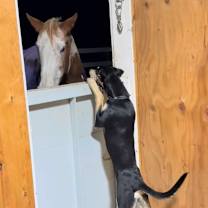 Thumbnail photo of Armstrong #3