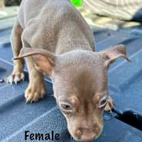 Thumbnail photo of Puppies #3