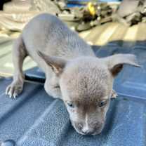 Thumbnail photo of Puppies #4