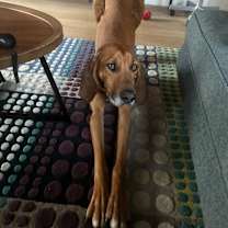 Thumbnail photo of Goose #3