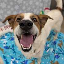 Thumbnail photo of Stan Lee #3