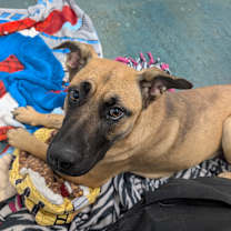 Thumbnail photo of Sage #2