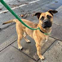 Thumbnail photo of Sage #4