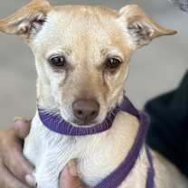 Thumbnail photo of Willow #2